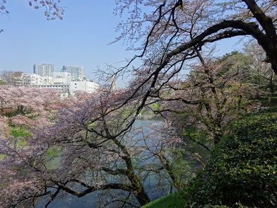 写真：染井吉野（ソメイヨシノ）