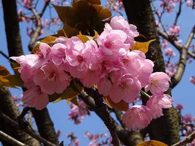 写真：八重紫桜（ヤエムラサキザクラ）