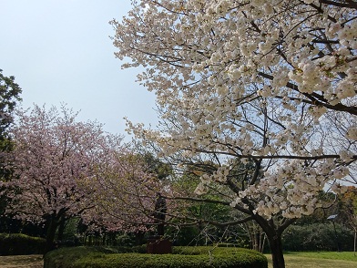 写真：吉田茂像付近の八重桜
