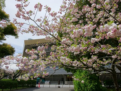 写真：武道館近くの松月（ショウゲツ）