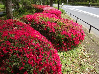 写真：園内で咲き始めたキリシマツツジ