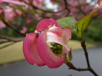 写真：開き始めた花の様子