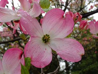 写真：開き始めた花の様子