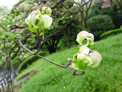 写真：開き始めた花の様子