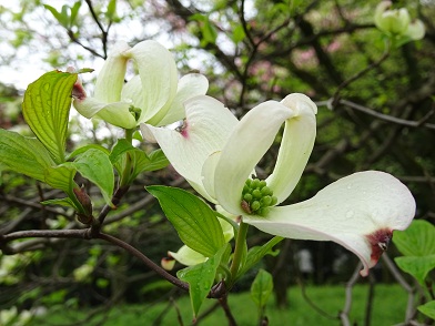 写真：開き始めた花の様子