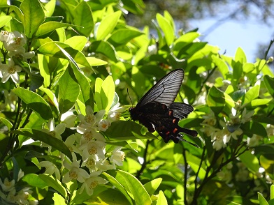 写真：タチバナの花