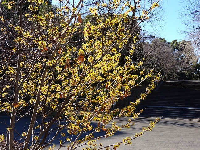 写真：シナマンサク