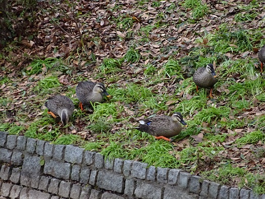 写真：カルガモ