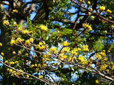 写真：サンシュユの花