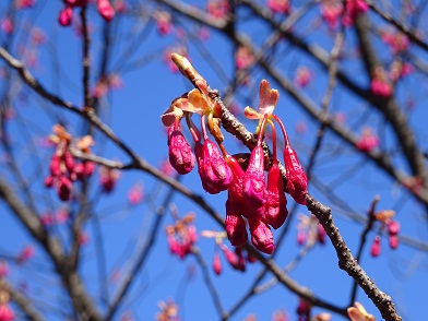 写真：カンヒザクラの蕾