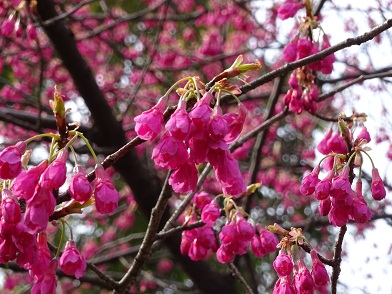 写真：カンヒザクラ