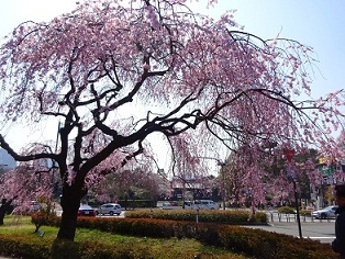 写真：皇居乾門前のベニシダレ