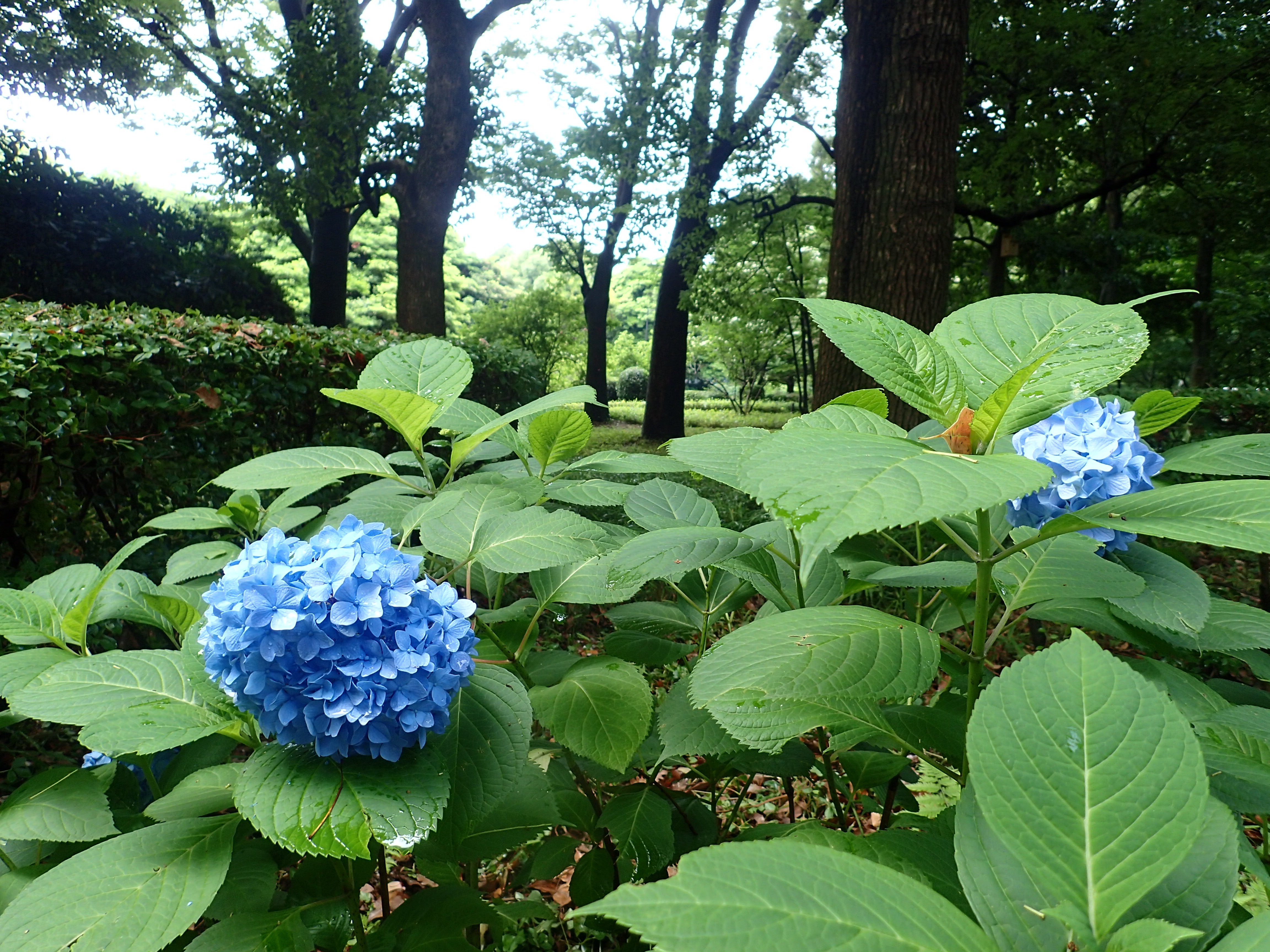 北の丸公園の紫陽花 皇居外苑 国民公園 環境省