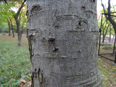 写真：樹皮の様子