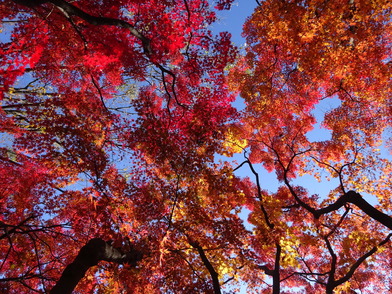 写真：紅葉の様子