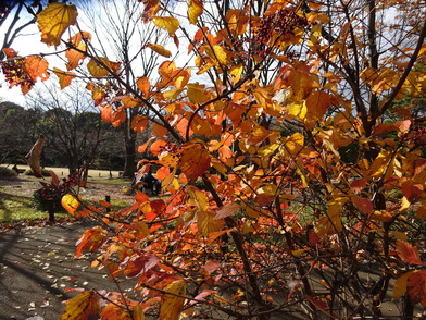 写真：ガマズミの実と紅葉