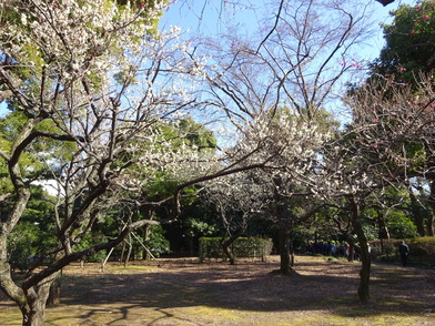 梅林の梅