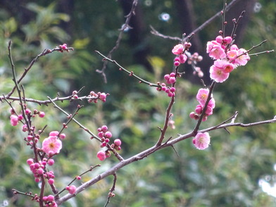 武道館近く咲き分け梅紅