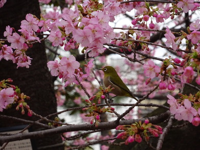 カワヅザクラ