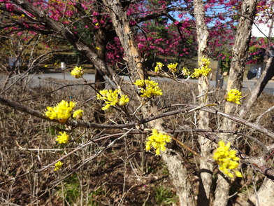 サンシュユの花のアップ