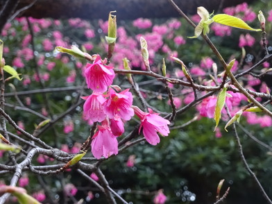 ヒマラヤヒザクラ　花と葉