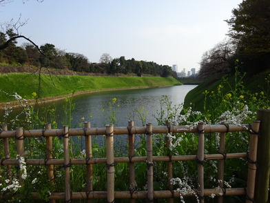 .代官町通り　竹垣