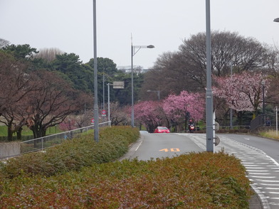 桜路