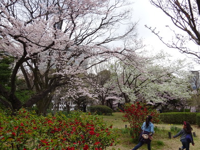 花木園ボケと桜