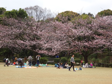 芝生広場ソメイヨシノ