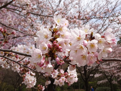 芝生広場染井吉野