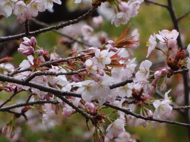 花木園中通りヤマザクラアップ