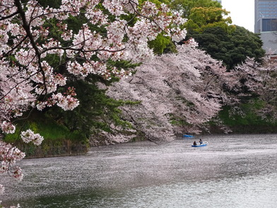 千鳥ヶ淵、花筏（はないかだ）とボートの写真