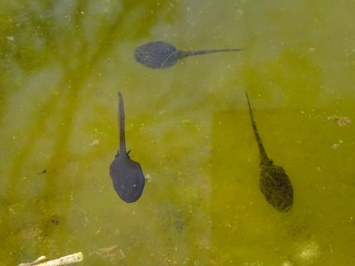 オタマジャクシの様子の写真（わずかに後ろ足の気配が見える）