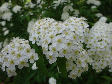 コデマリ一重の花のアップの写真