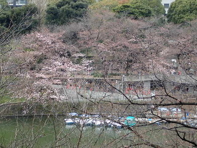 千鳥ヶ淵ボート場　染井吉野