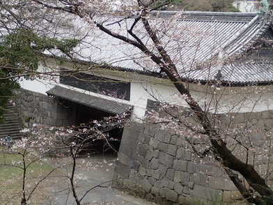 清水門のソメイヨシノ