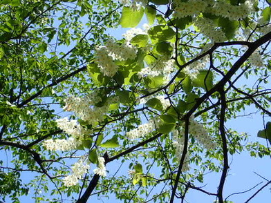 ハクウンボク 白雲木 の花が見頃です 皇居外苑 国民公園 環境省