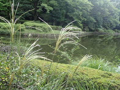 北の丸公園池を背景にススキの花穂が風に揺れています