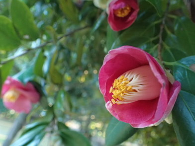 北の丸公園のヤブツバキの花の写真です。