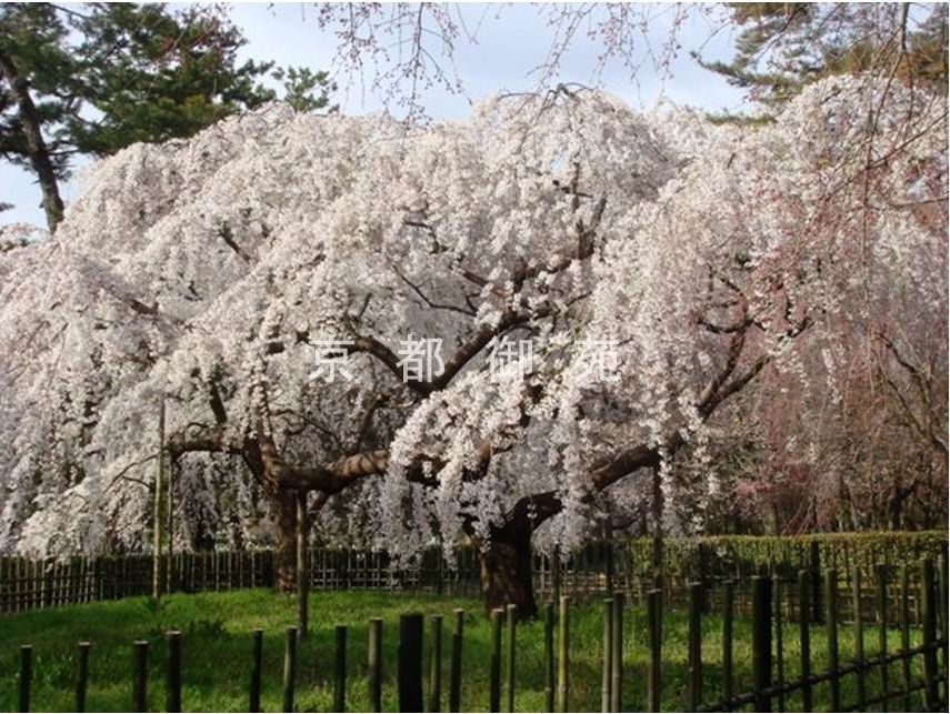 写真:近衛邸跡の枝垂れ桜