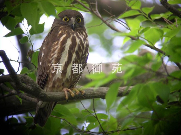 写真:宗像神社のアオバズク