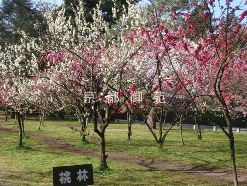 写真：梅林と桃林