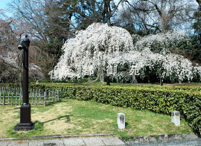 写真：a_21　サクラ【枝垂桜】