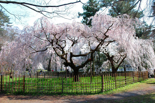 写真：a_22　サクラ【枝垂桜】