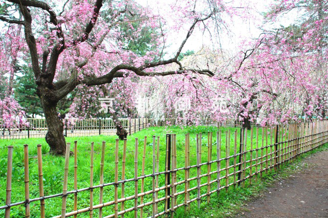 写真：a_23　サクラ【枝垂桜】