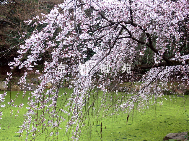 写真：a_24　サクラ【枝垂桜】