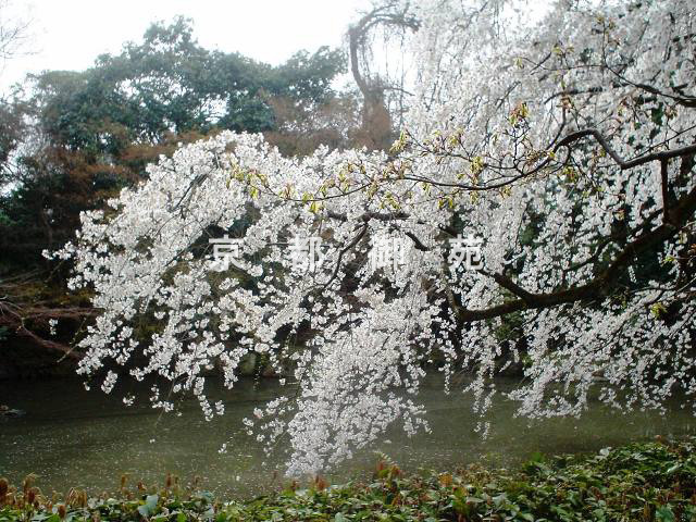 写真：a_25　サクラ【枝垂桜】