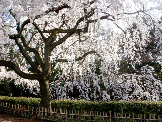 写真：a_26　サクラ【枝垂桜】