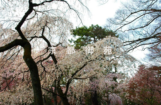 写真：a_27　サクラ【枝垂桜】