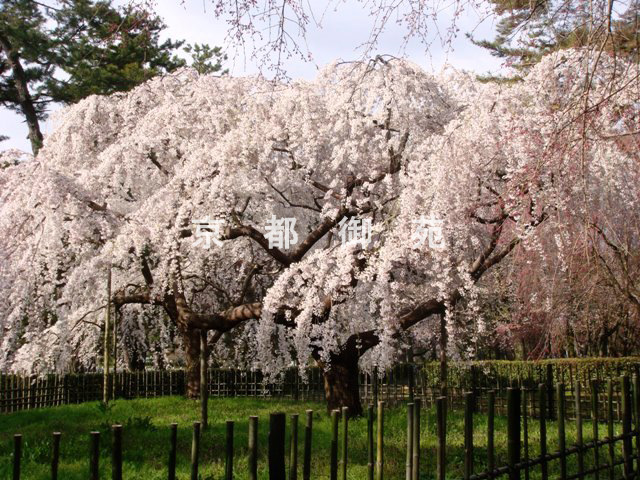 写真：a_28　サクラ【枝垂桜】